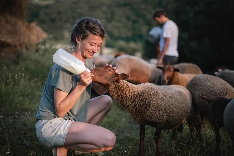 Marie donne biberon moutons