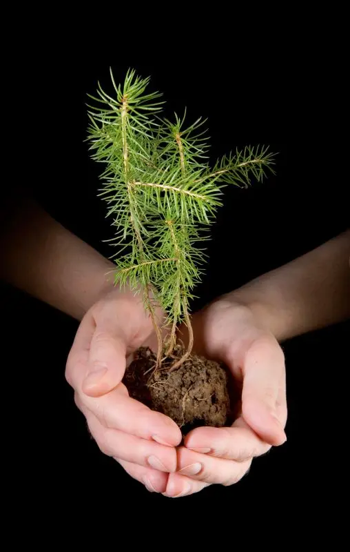 PLANTES SAUVAGES