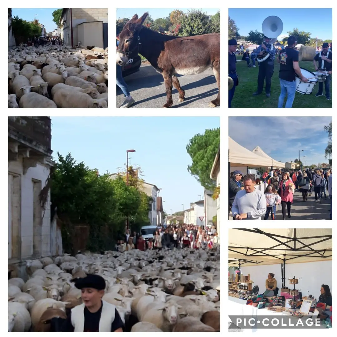 Tranhumance-Pizou-vallee-isle-perigord