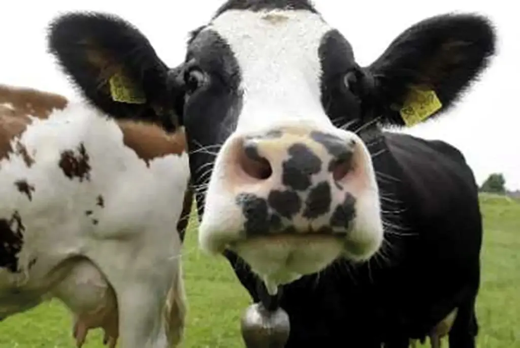 Vache-Tachetée-montpon-vallee-isle-perigord