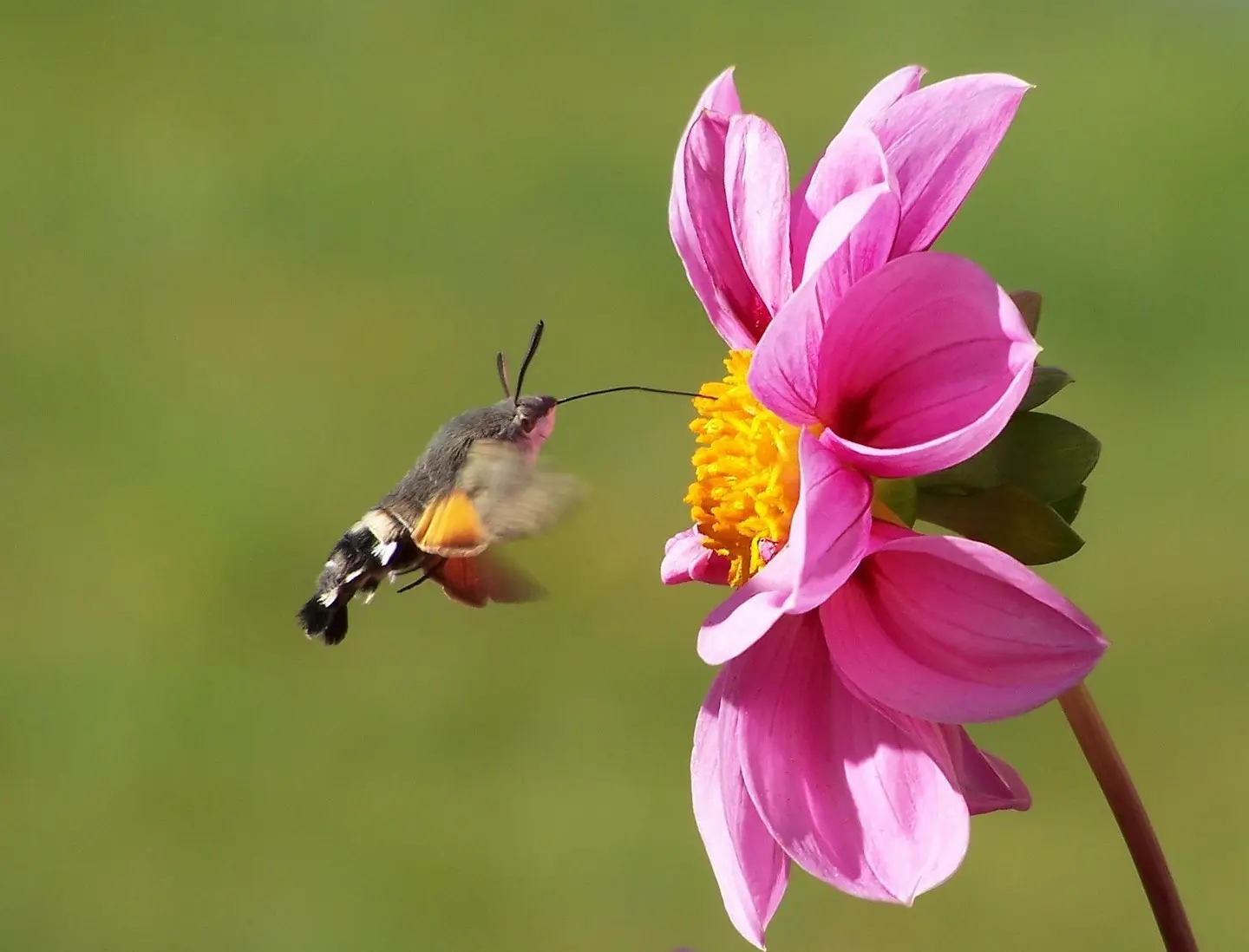 commun_vivant_sortie_pollinisateurs