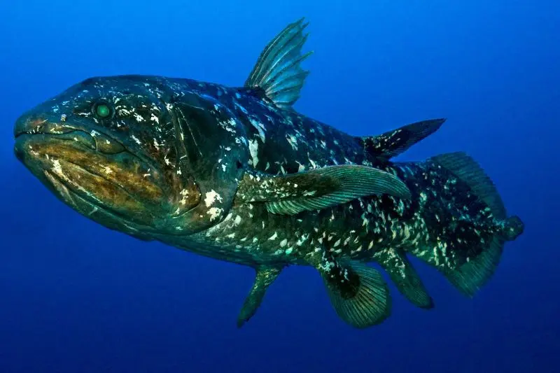 coelocanthe-zoomcr©fishpedia