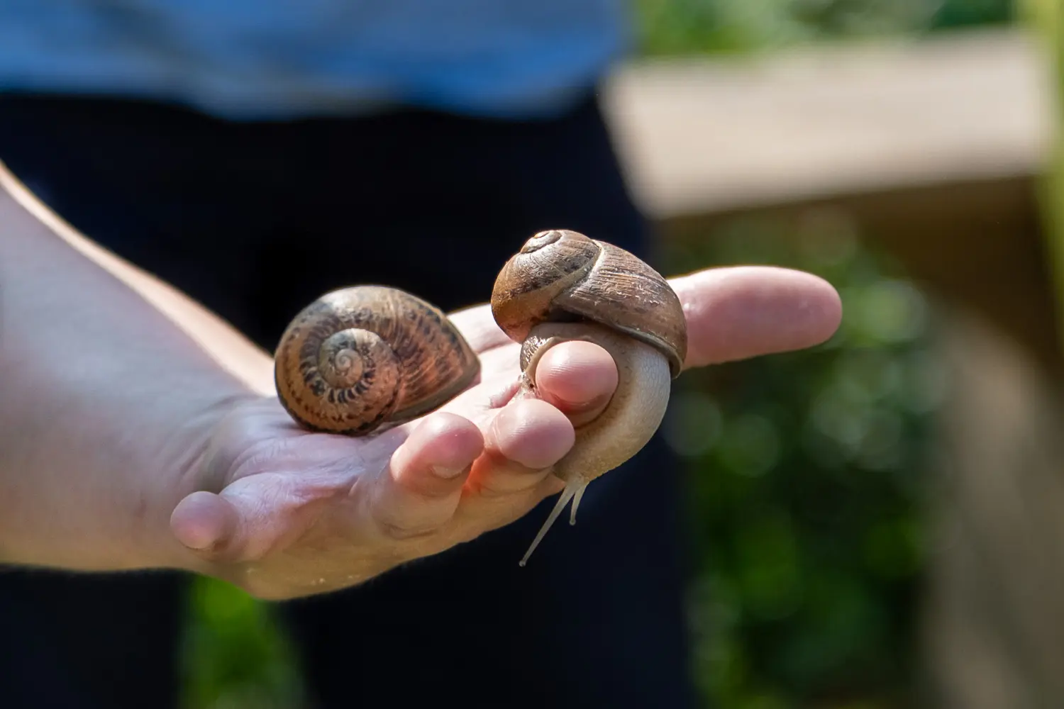 escargots visite 2024 web-8