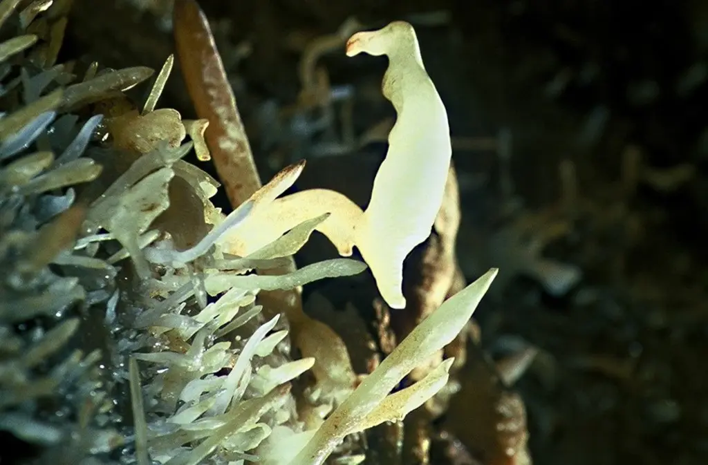 fevrier gourmand Grotte de Maxange