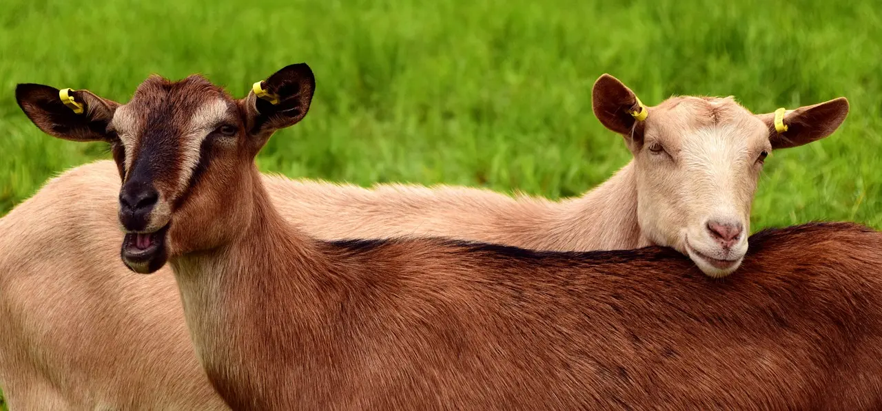 goats-2719445_1280