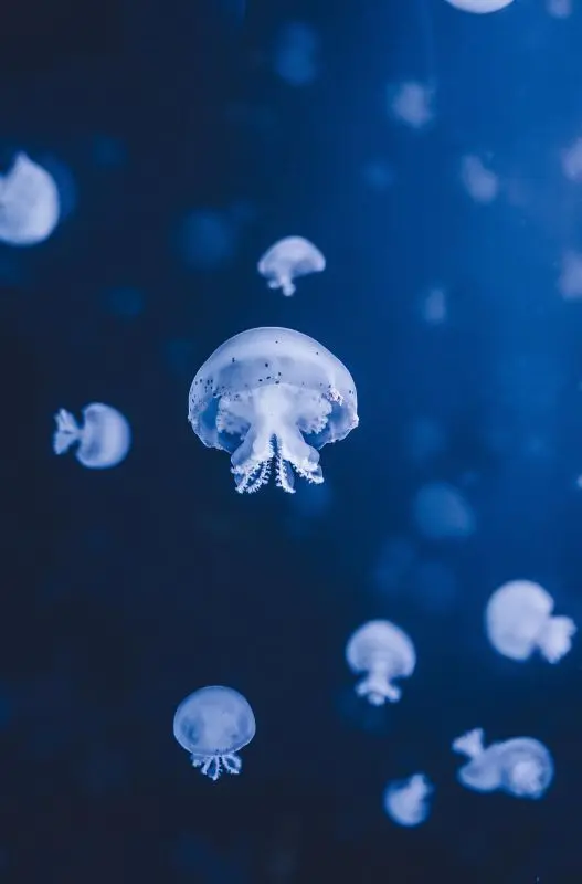 jellyfish©Leonhard Niderwimmer de pixabay