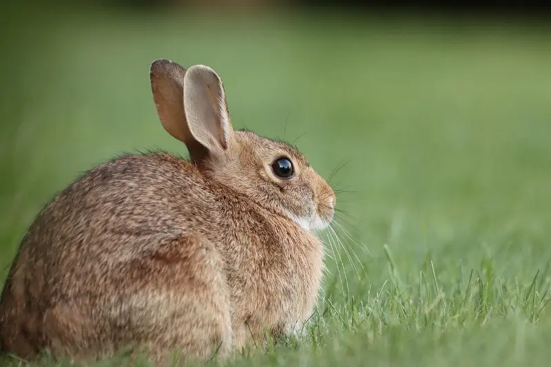 lapin