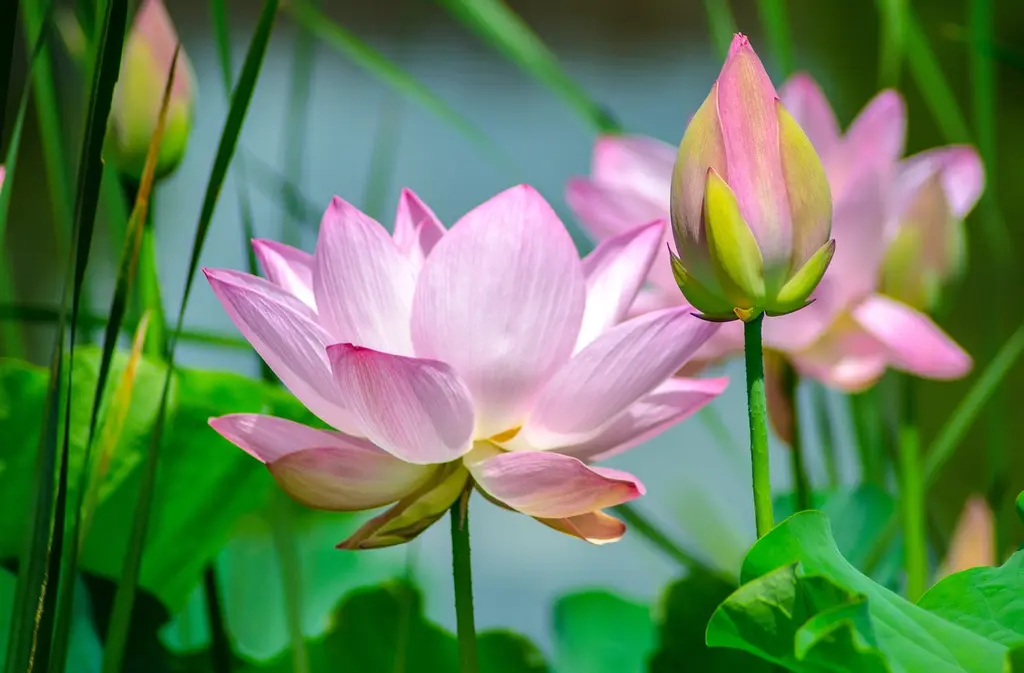 lotus-conférence