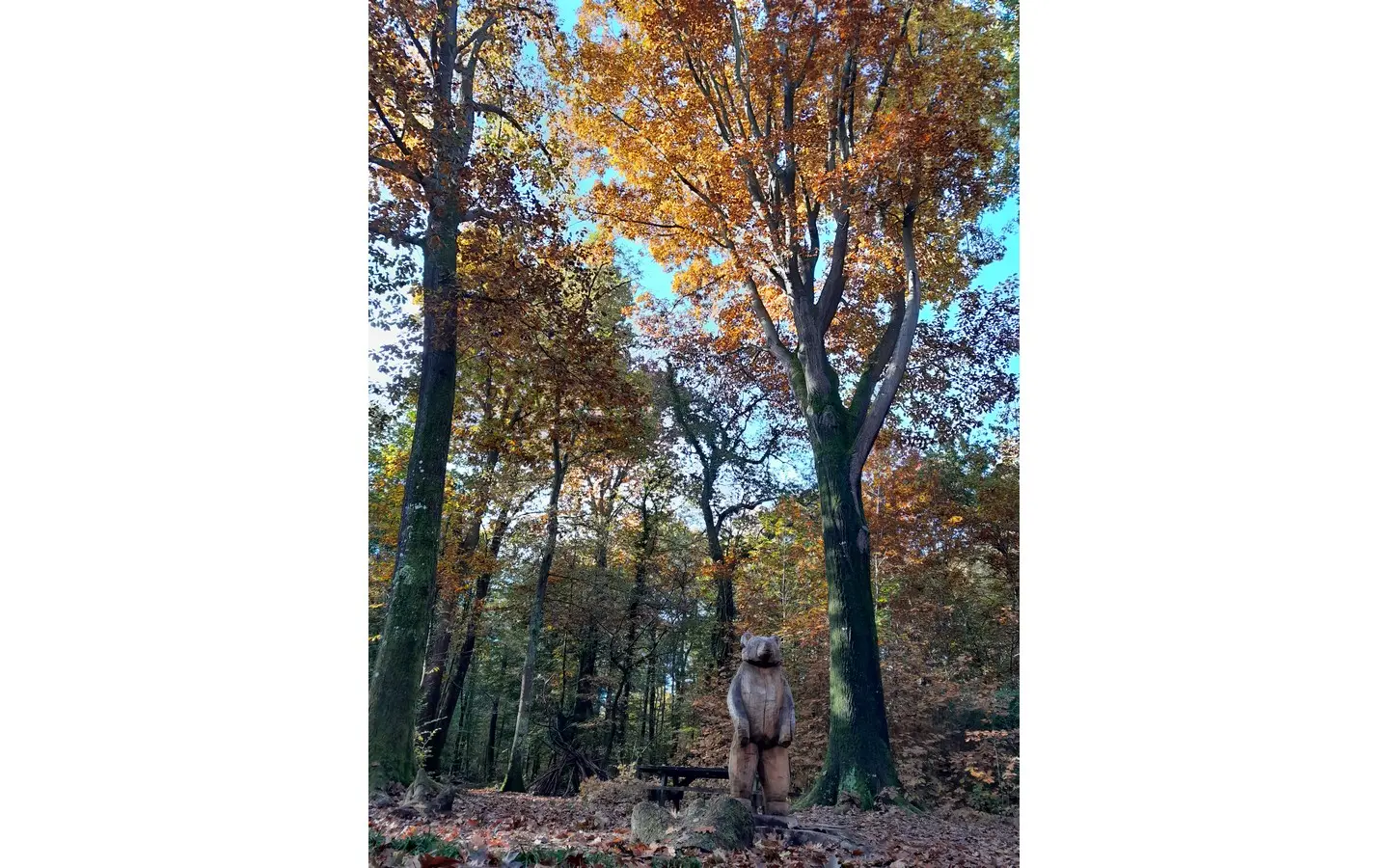 ours bois de bastard