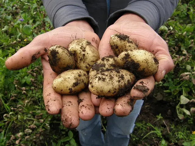 potatoes-2543686_640