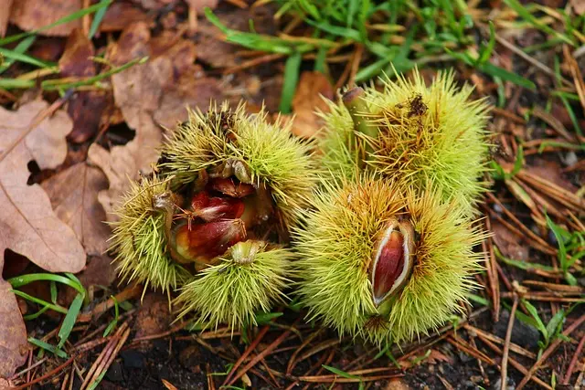 sweet-chestnuts