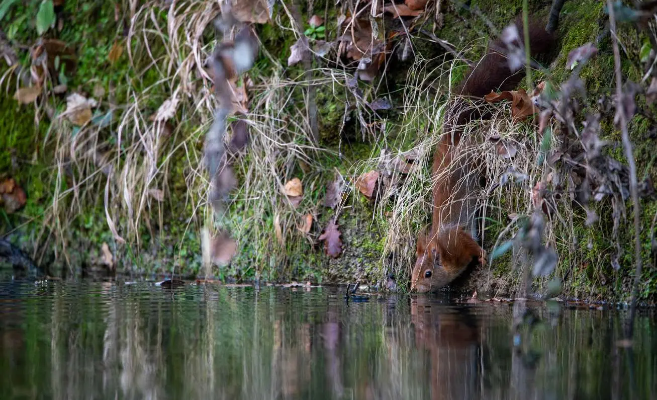4-trace-animaux@yann raulet