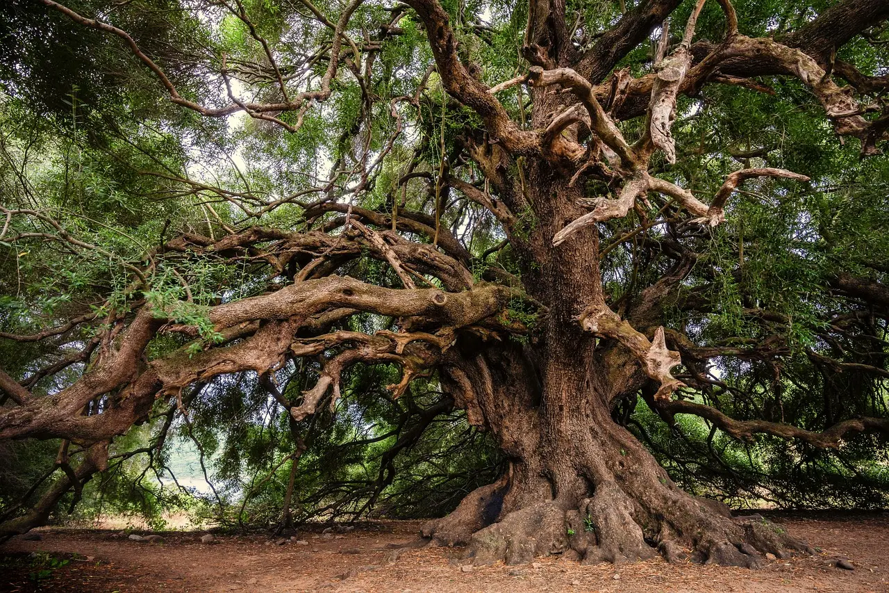 La Régal'Arbre