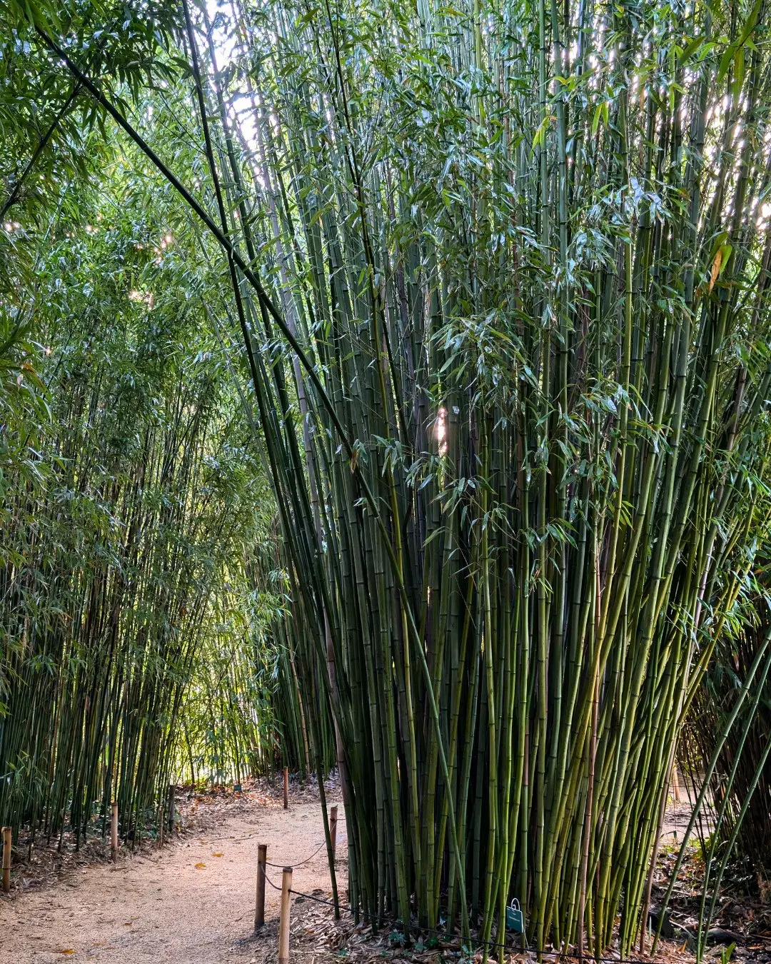 Bambouseraie en Cévennes