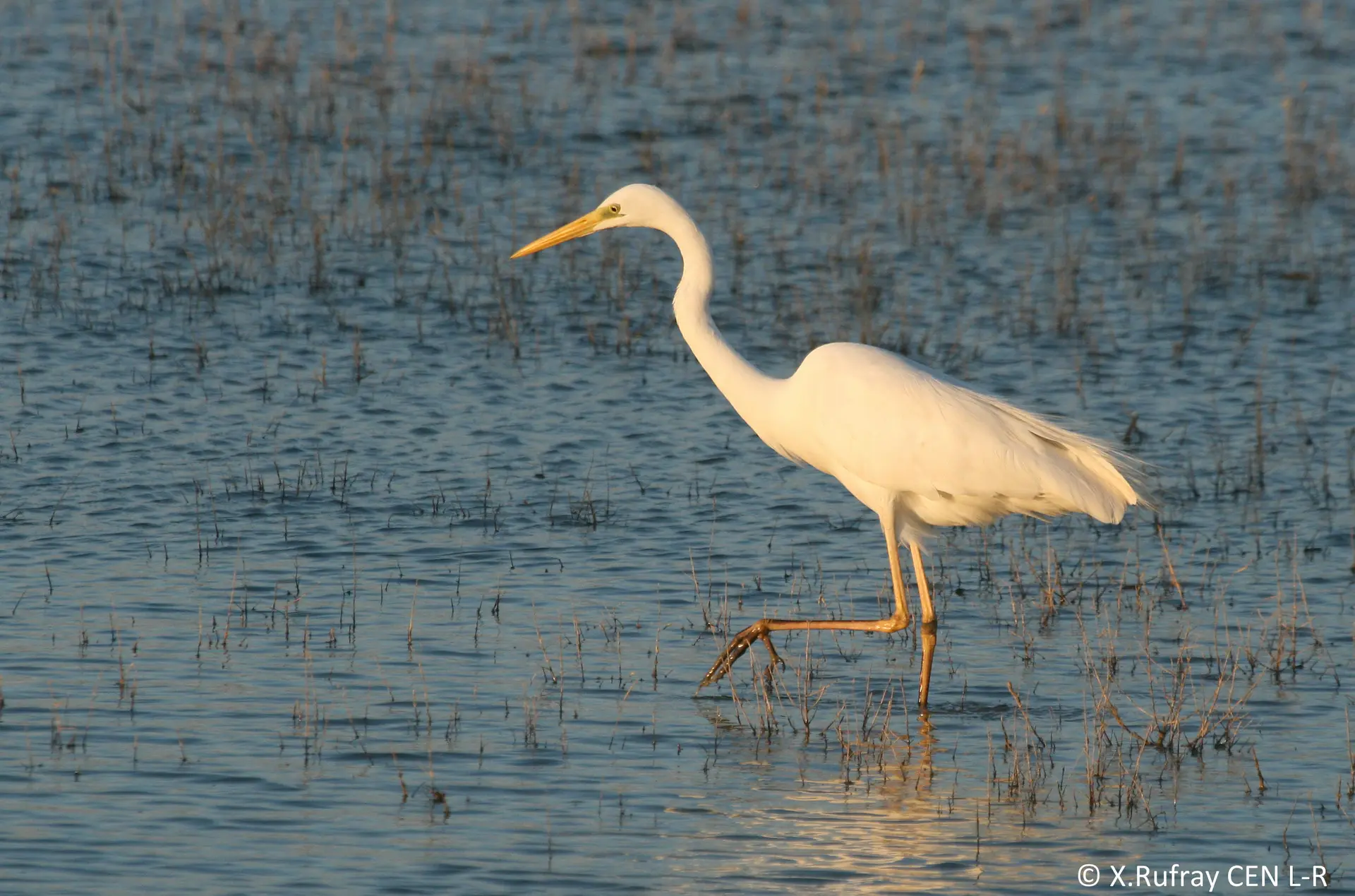 _Grande_Aigrette_Xavier_Rufray_CEN_L_R
