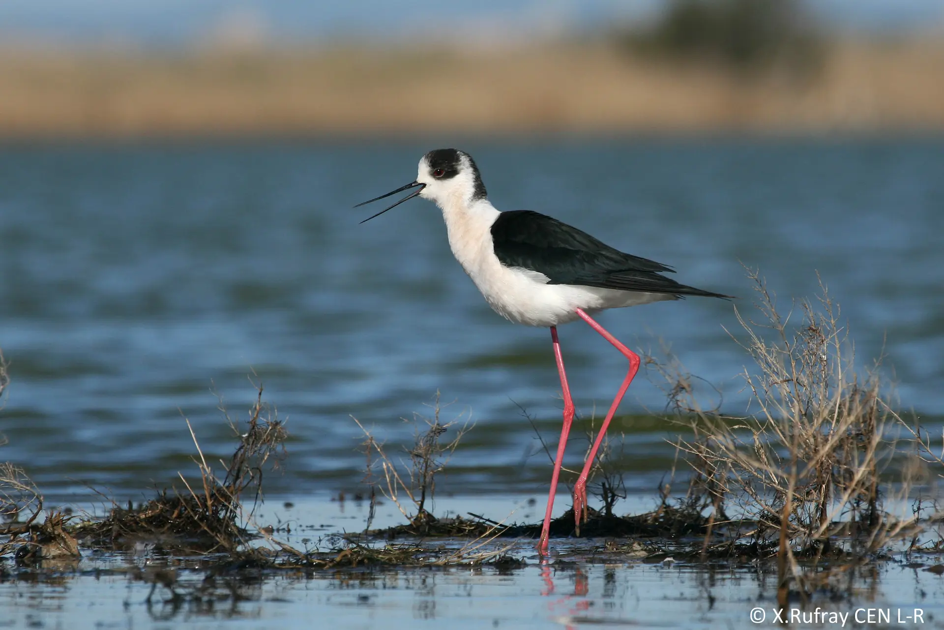 _Echasse_blanche_Xavier_Rufray_CEN_L_R