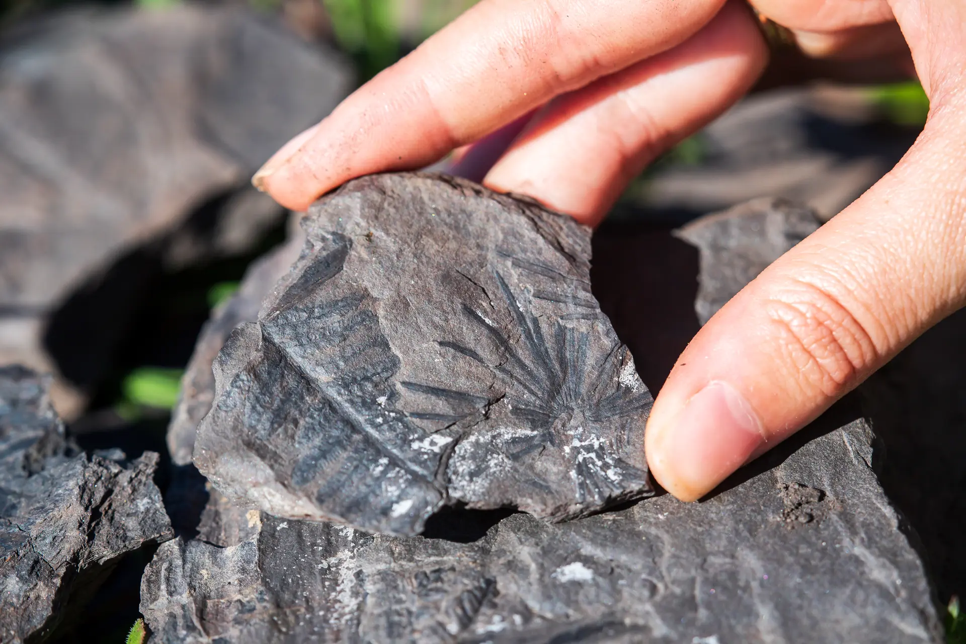 3-trace fossiles @cd34