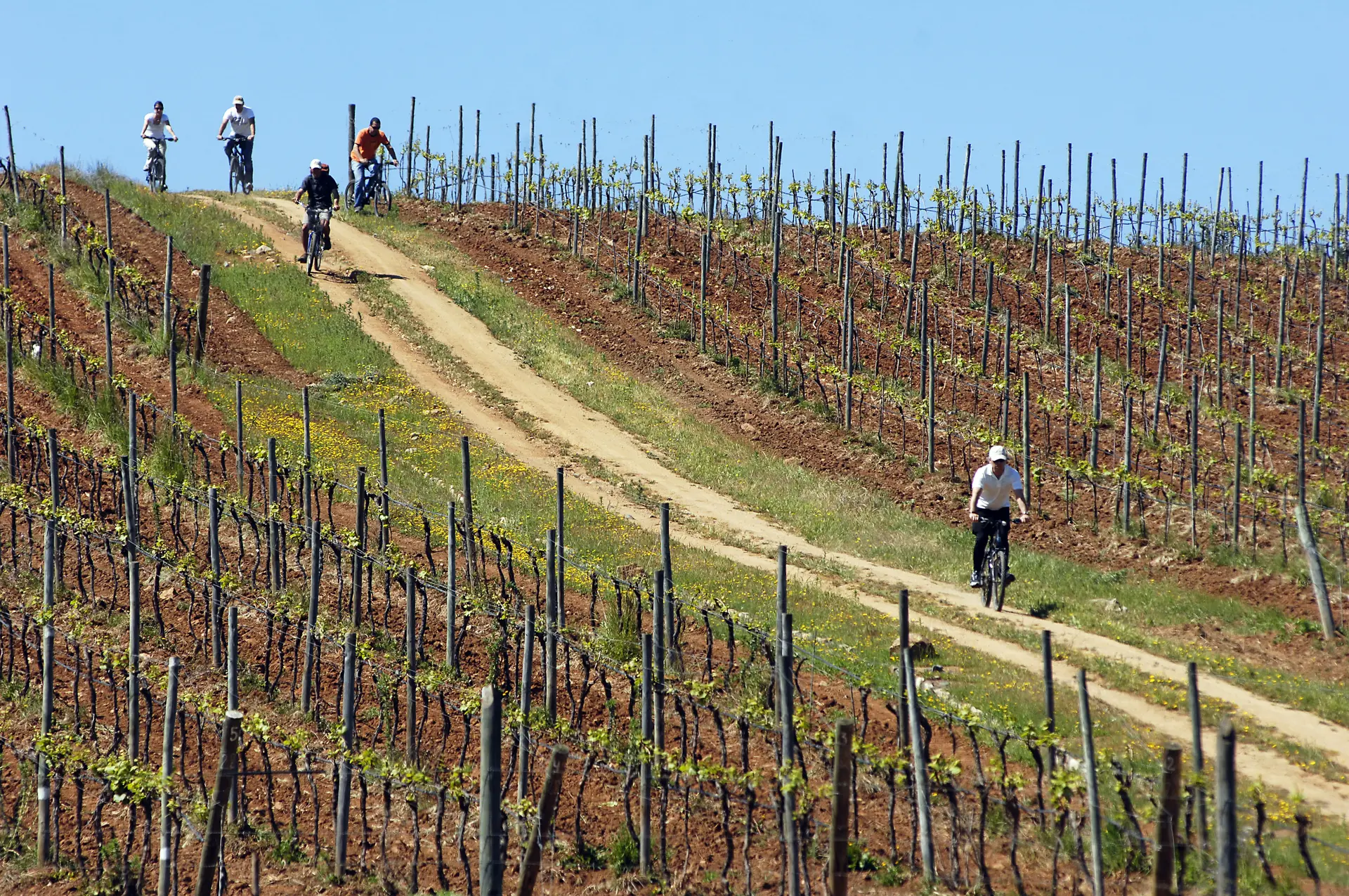 Balade vignoble