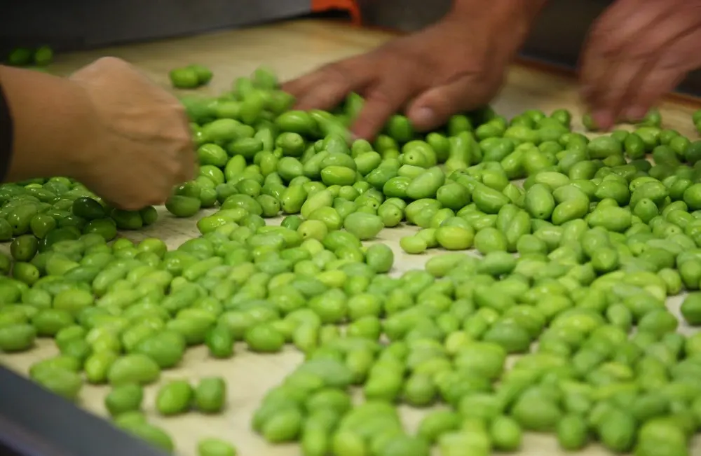 Fête de l'olive3