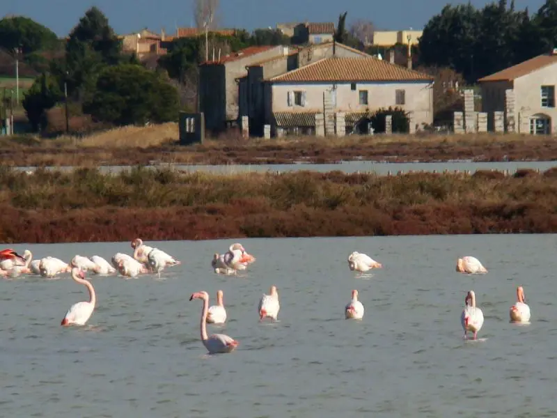 Flamants_rose_Phoenicopterus_roseus_cenlr
