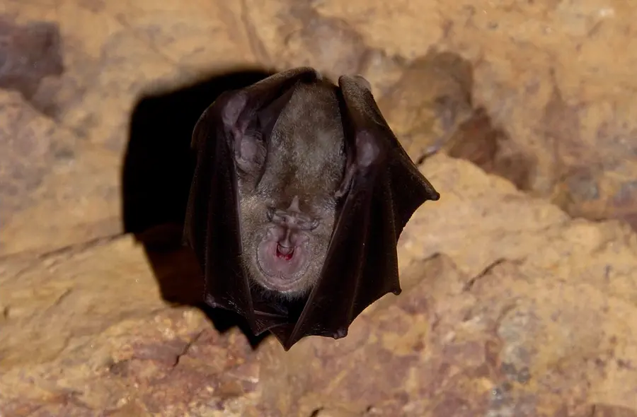 Mammifères de tous poils [Mode de compatibilité]