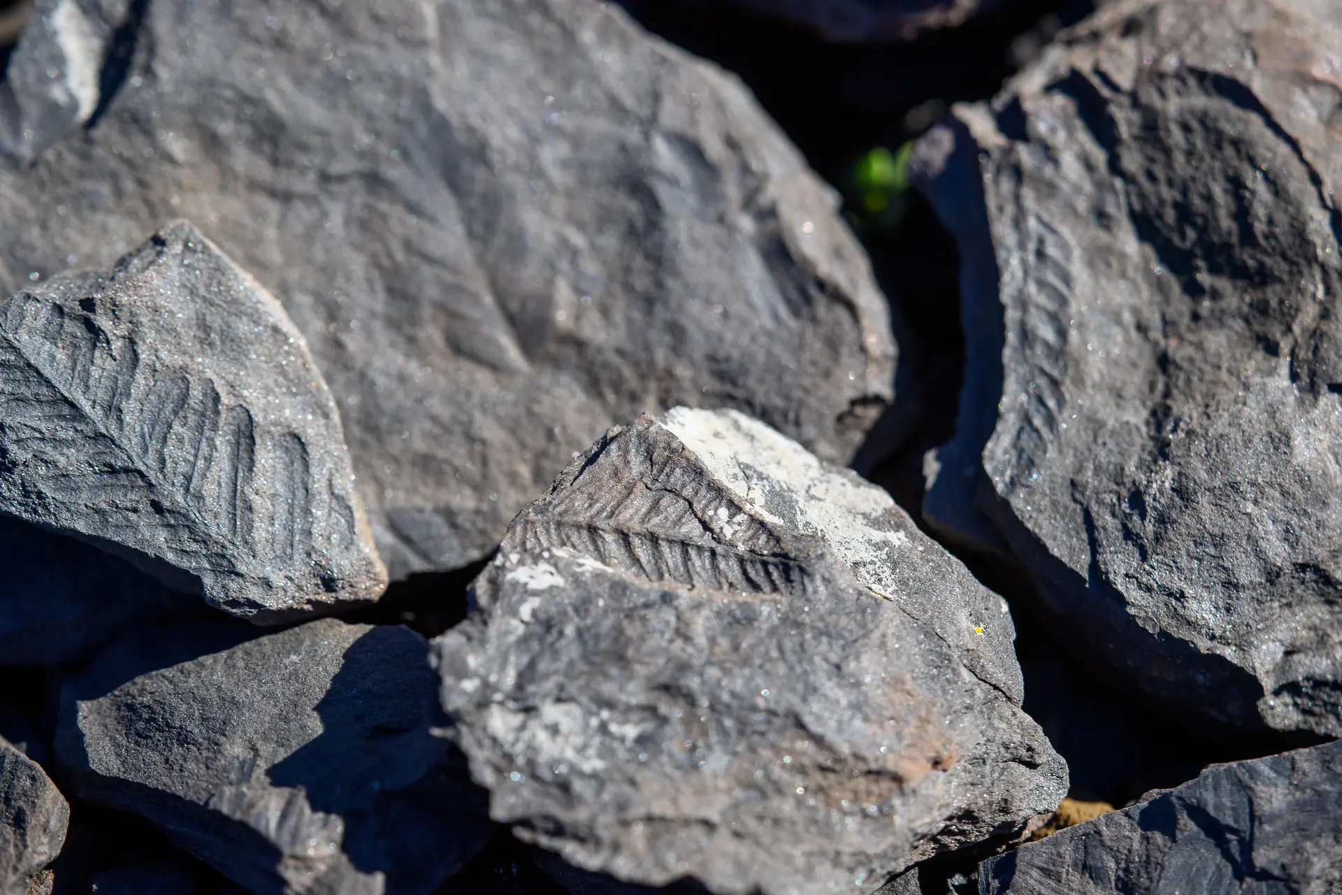 H_Site Fossiles GRAISSESSAC-1