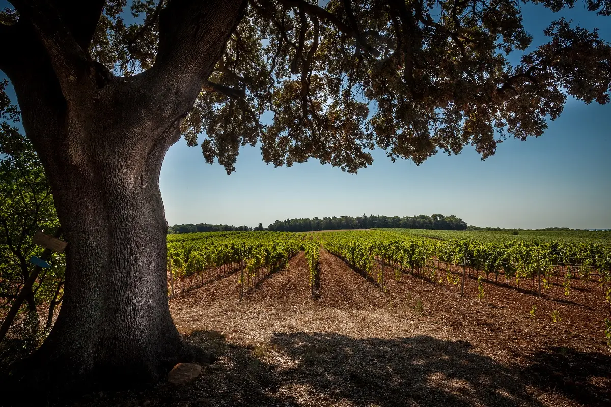 Domaine de l'Arbousier
