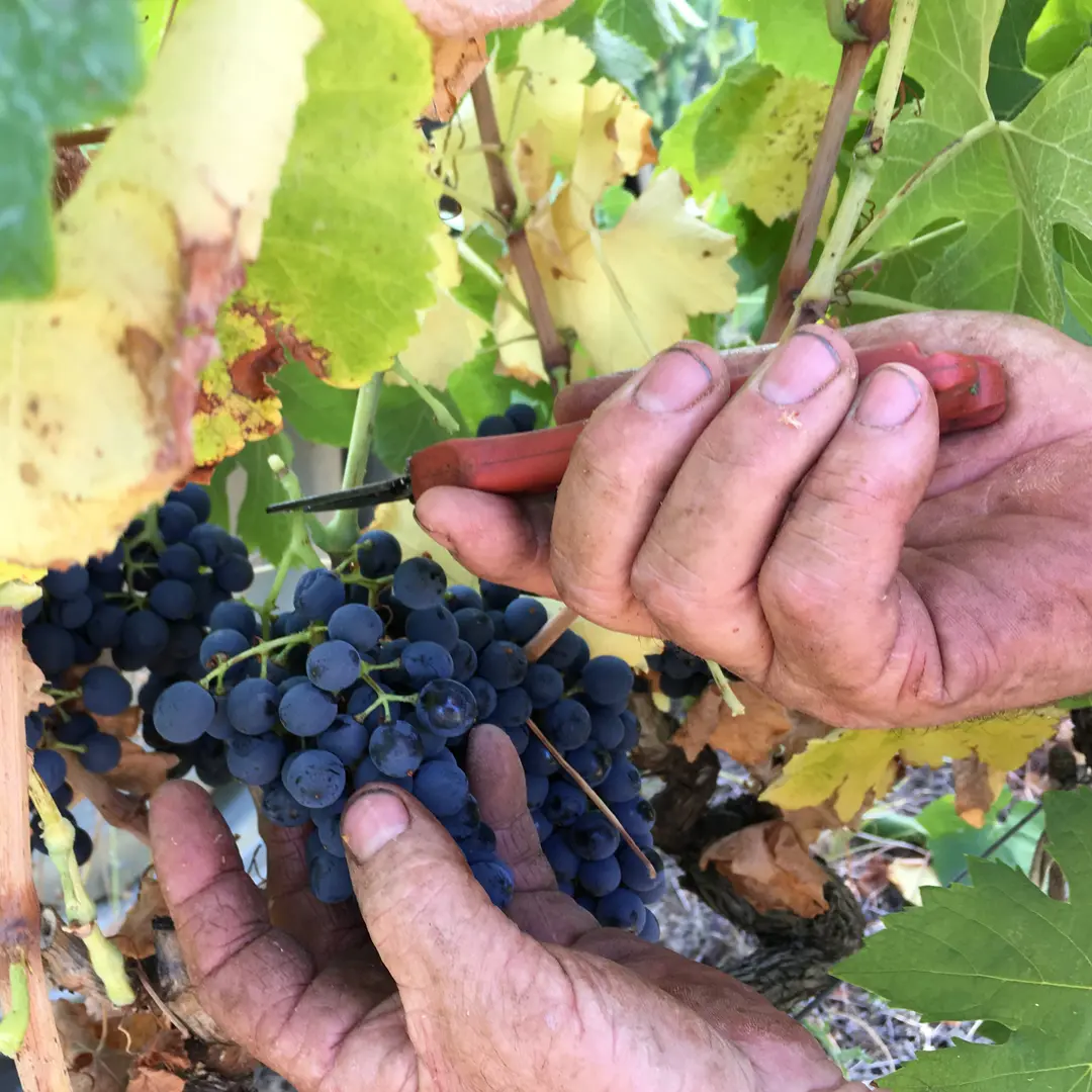 DOMAINE GUINAND - JOURNEE DE VENDANGES