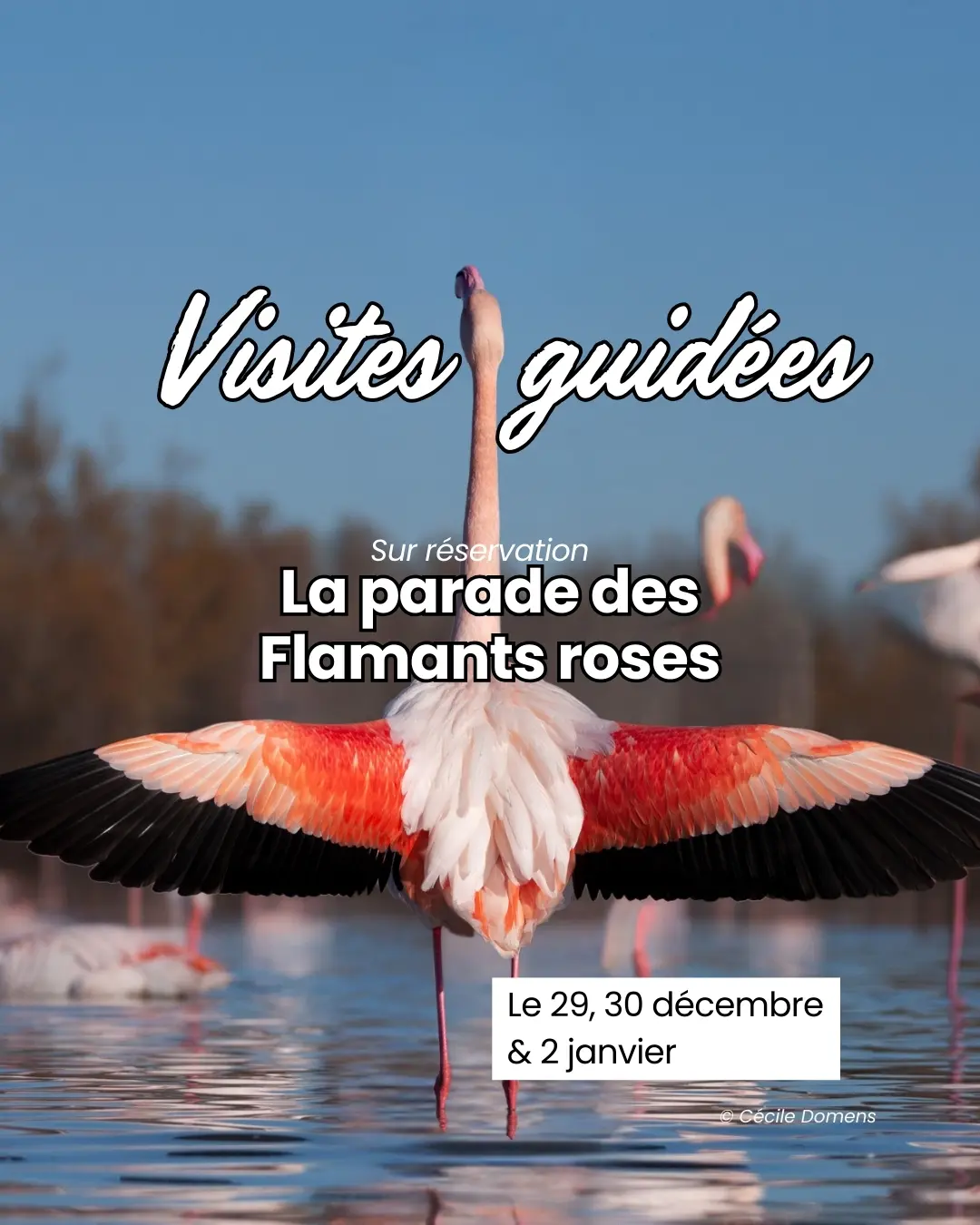 PDG_IG_VACSNOEL (Publication Instagram (4:5)) - Visites guidées
