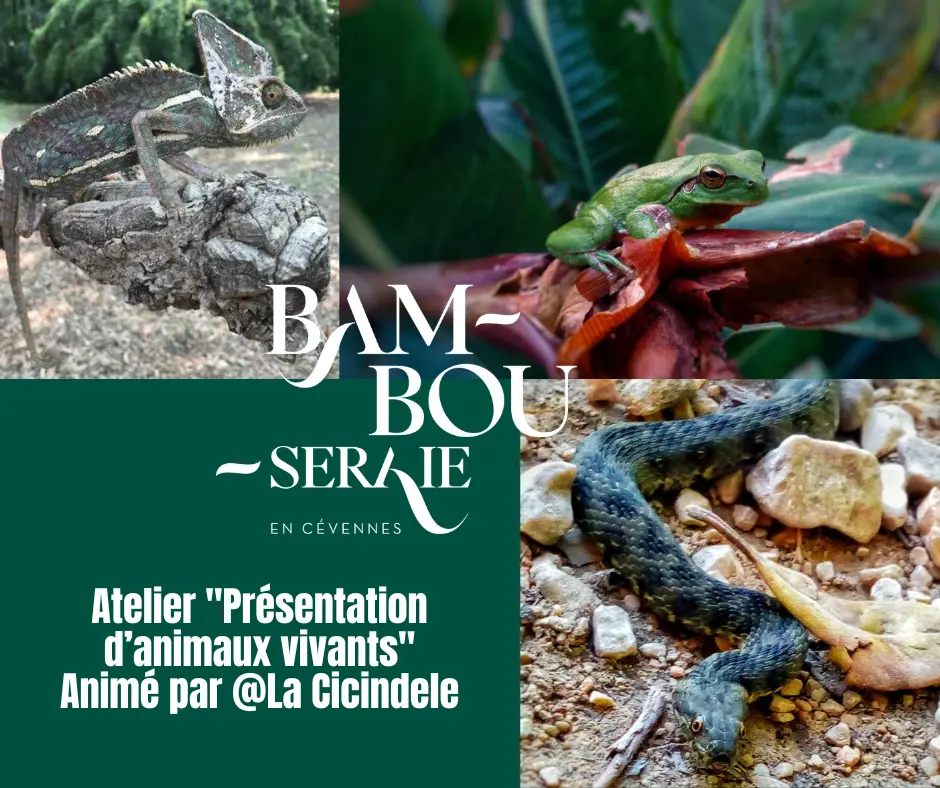 animaux