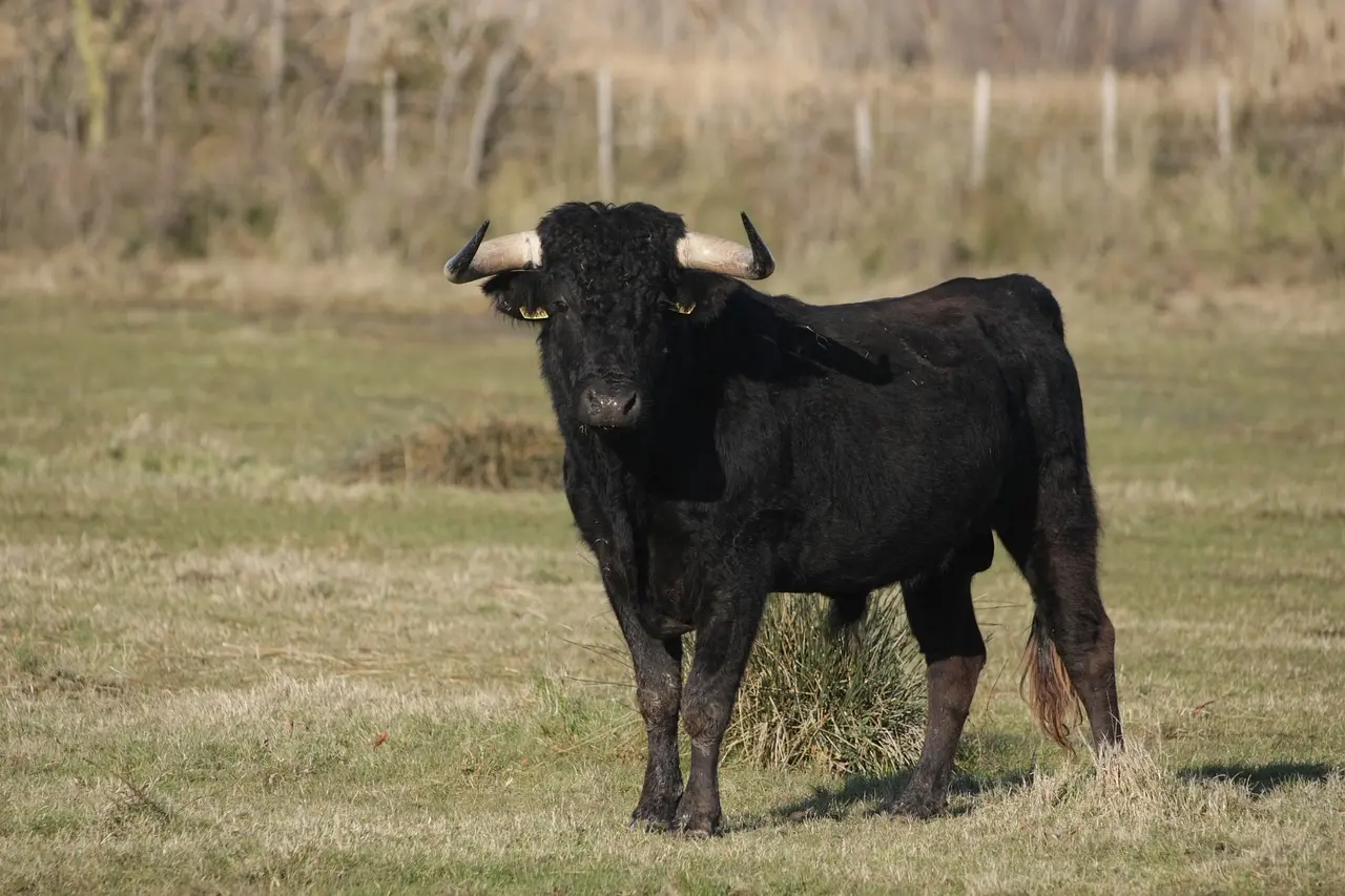 bull-5079005_1280