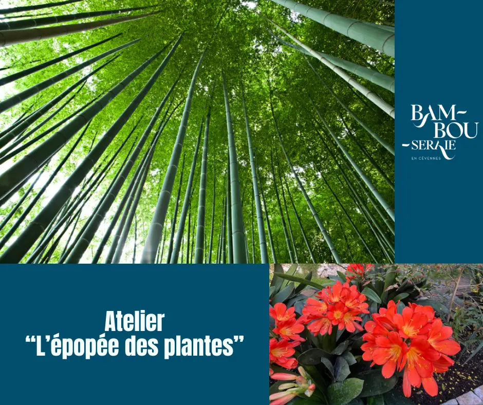 Ateliers - Atelier l'épopée des plantes