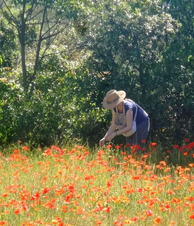 coquelicot © Nicole Crebassa