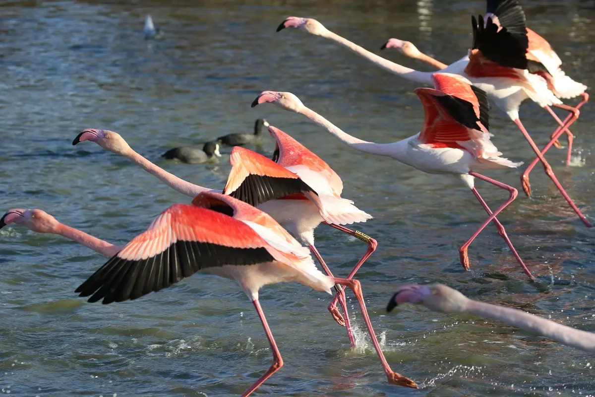 Parc ornithologique du Pont de Gau