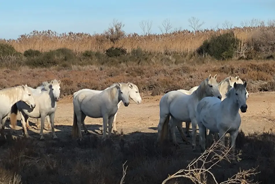 safari camargue passion
