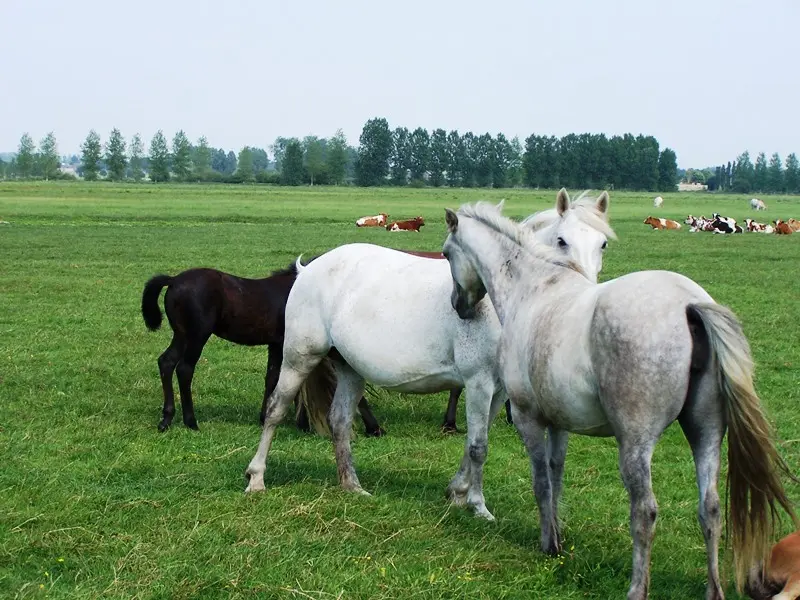 Chevaux marais de Sougeal