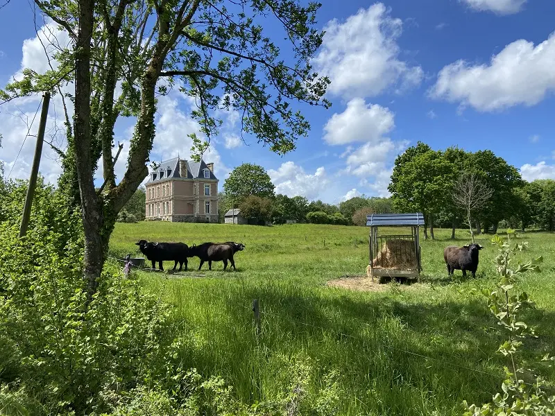 Buffles - Dol-de-Bretagne