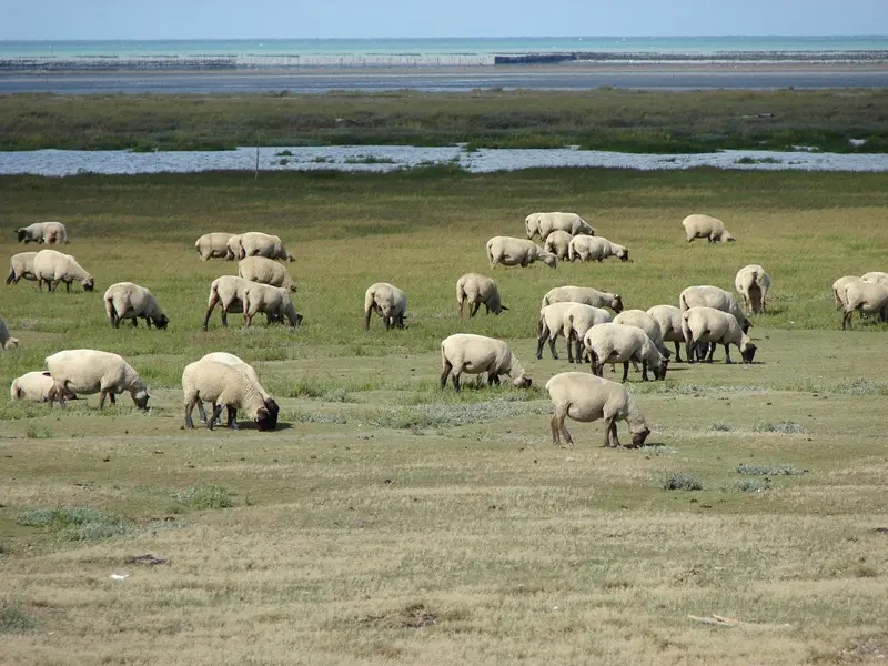 ©SMBMSM - Moutons de prés-salés