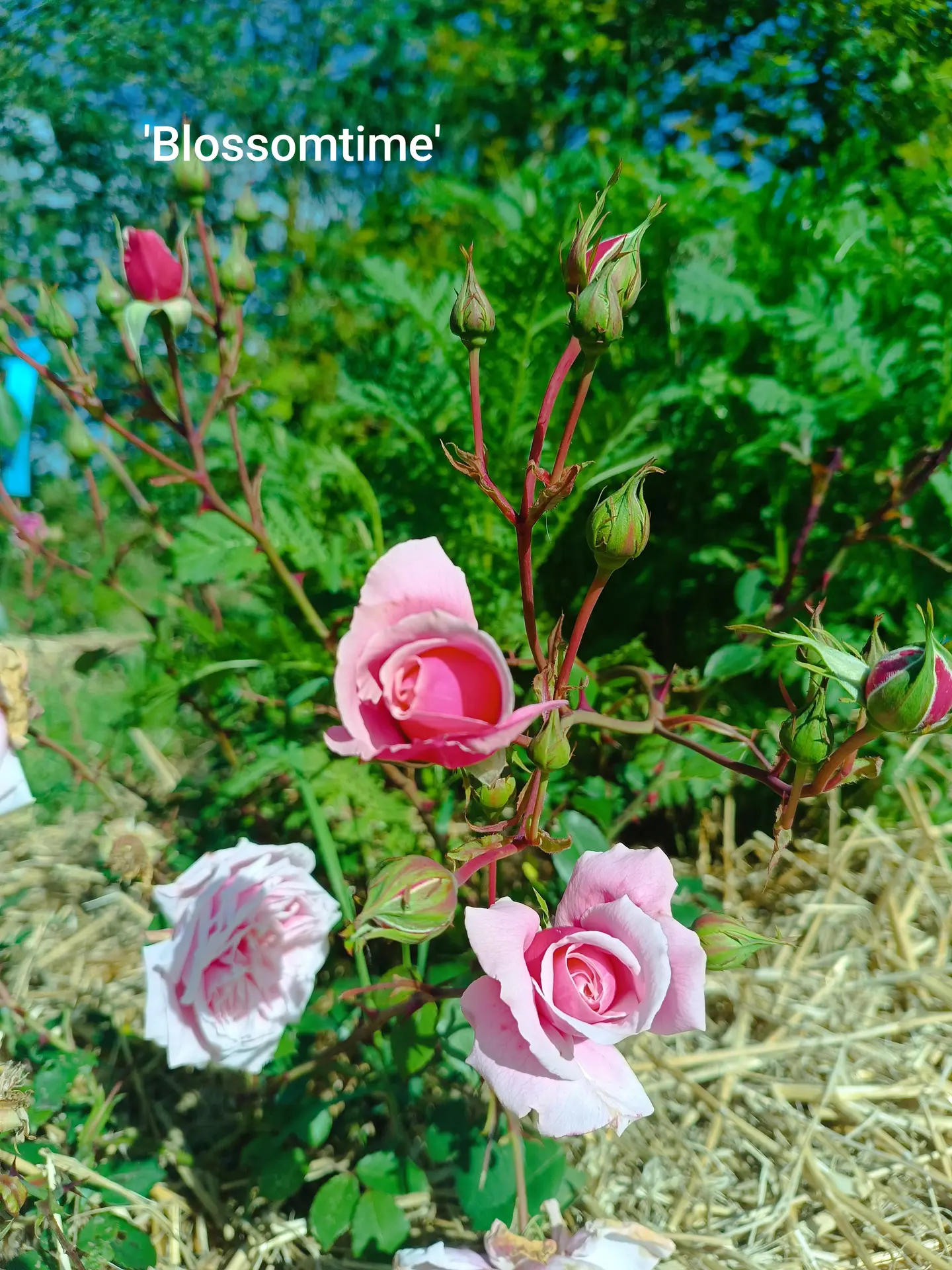 Rosier 'Blossomtime'
