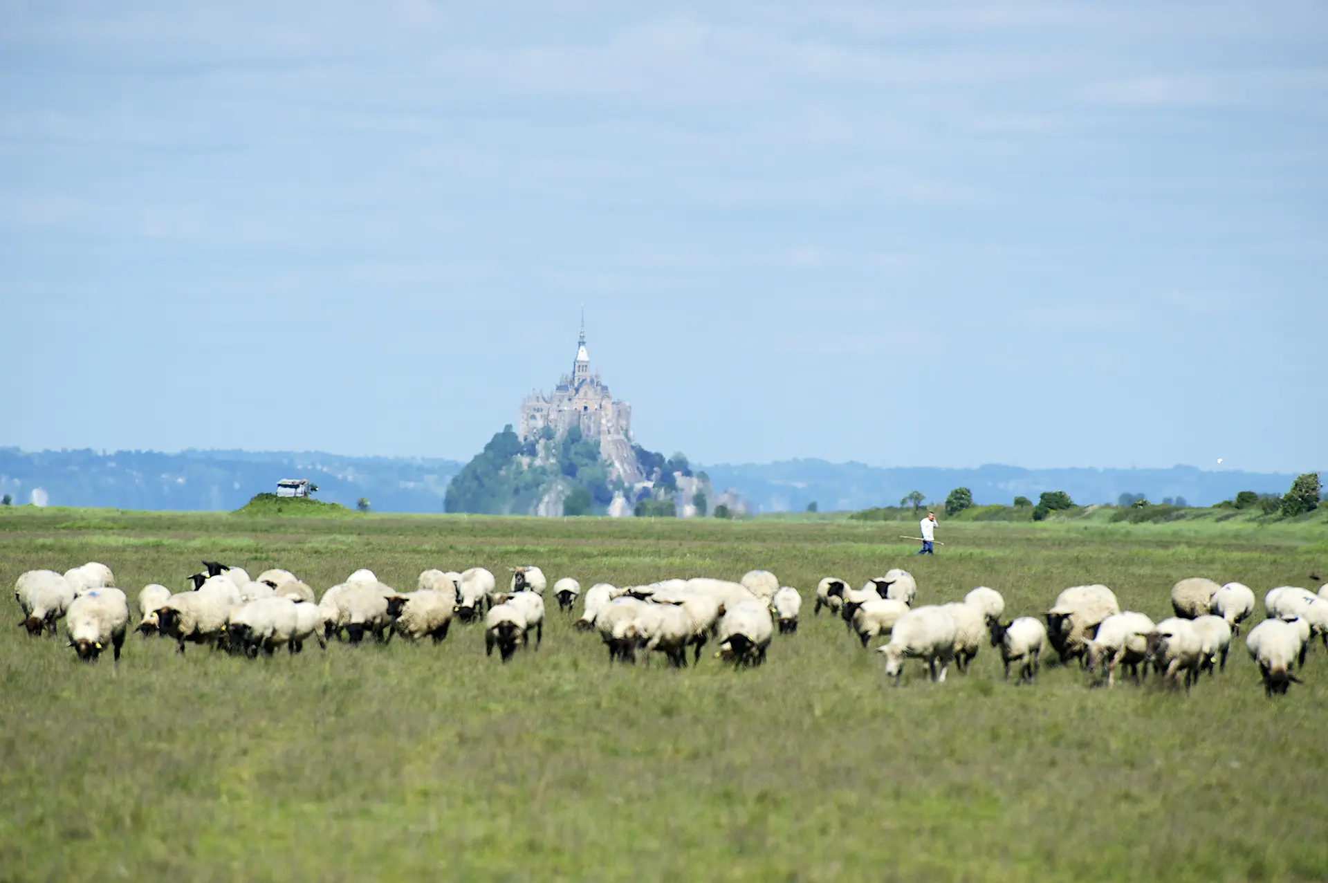 Agneaux Mr Frain - CREDIT PHOTO