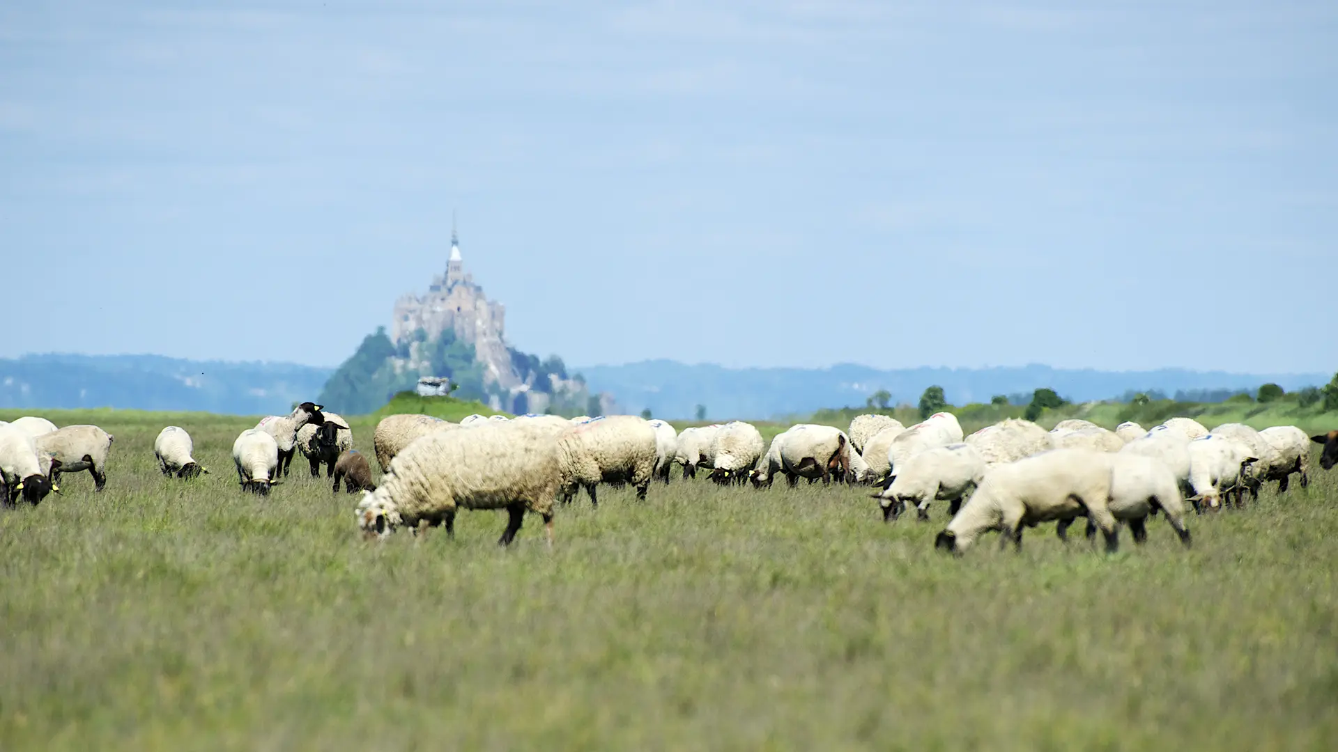 Agneaux Mr Frain - CREDIT PHOTO