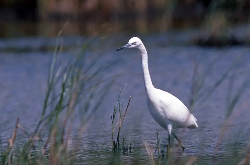Aigrette garzette 02 PHOTOTHEQUE BRETAGNE VIVANTE (P.Chefson)