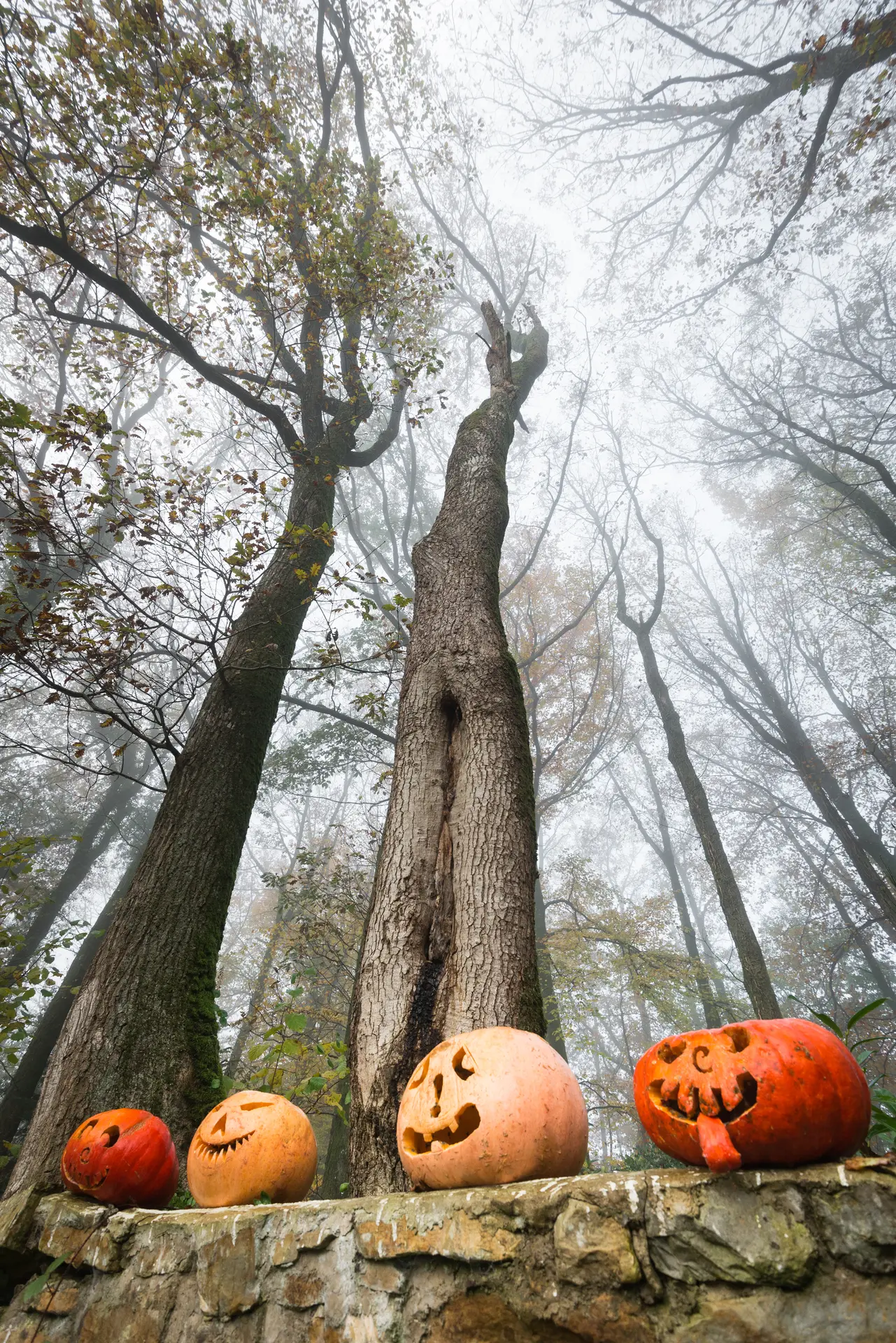 Automne-halloween-arbres35©E.Berthier20