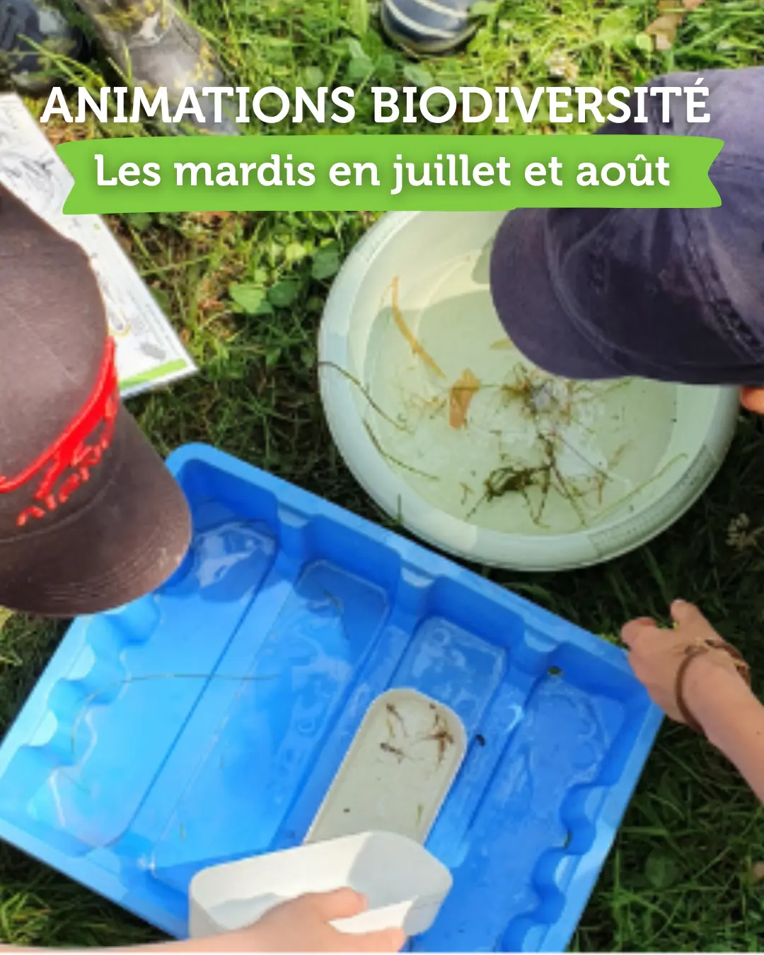 Animation biodiversité à La Balade du Père Nicolas