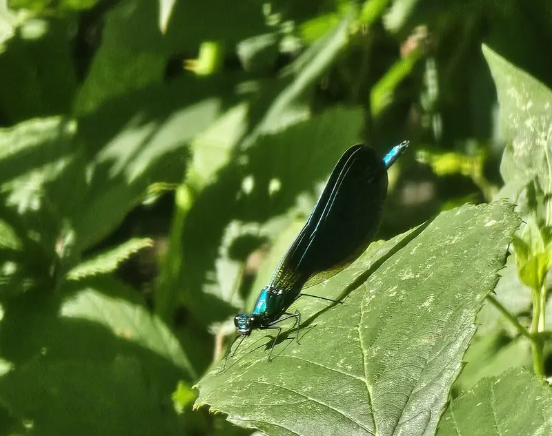 Demoiselle