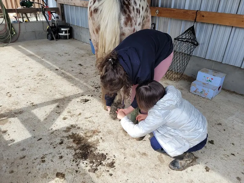Atelier chevaux et confiance