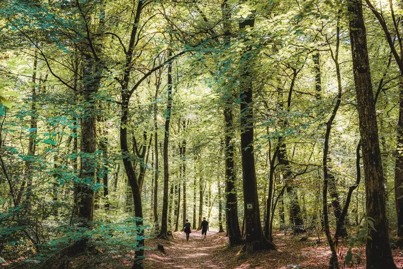 Forêt du Mesnil