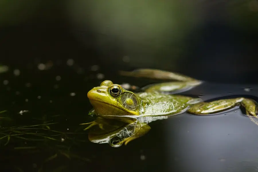 Grenouille