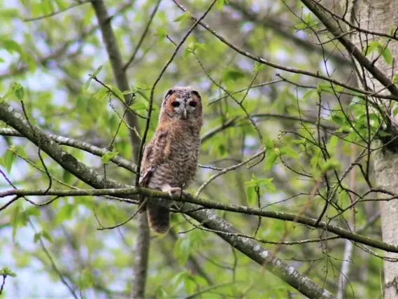 Hibou