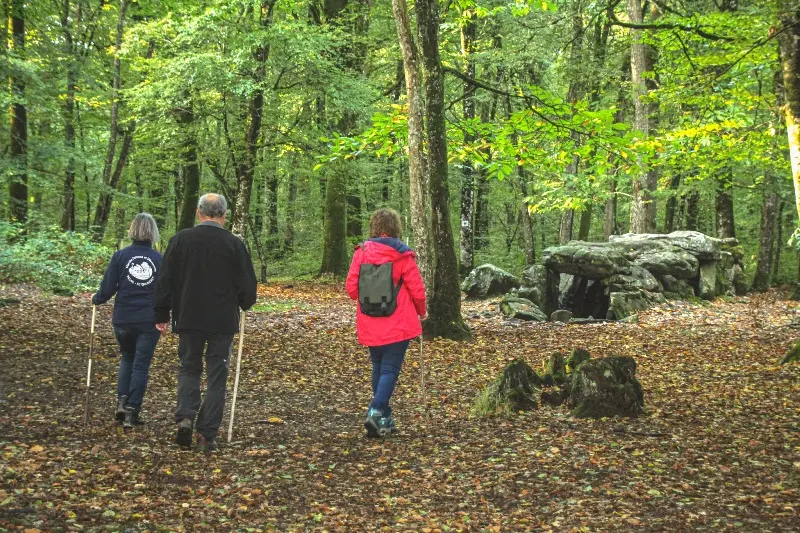 Forêt du Mesnil